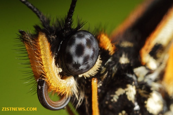 ماکروهای دیدنی(عکس)