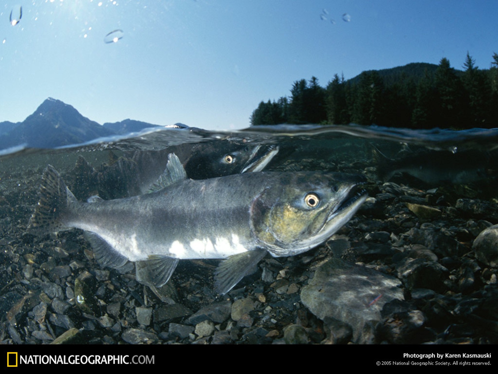 از نشنال جئوگرافیک(عکس)