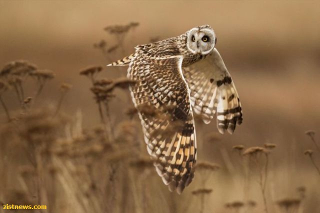 بدون شرح(عکس)