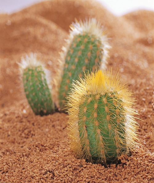 این تصاویر زیبا را ببینید!