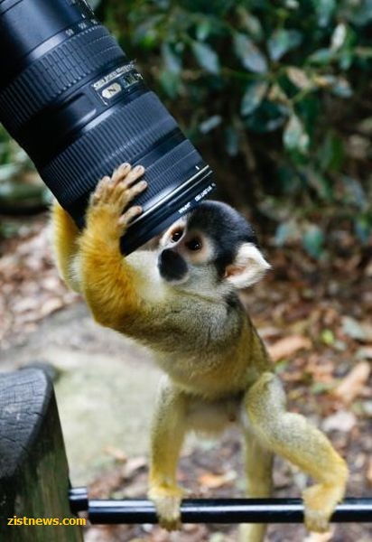 دنیای حیوانات(عکس)