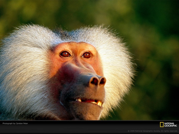 از نشنال جئوگرافیک(عکس)