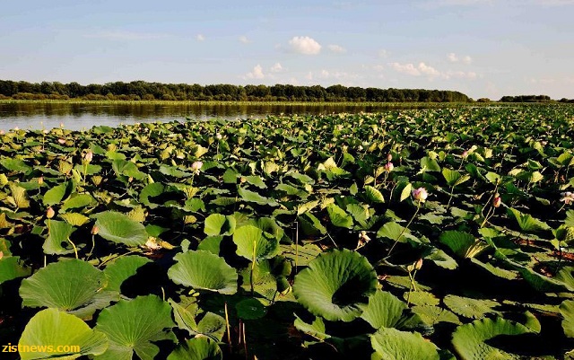 تور نیلوفرهای وحشی(+عکس)