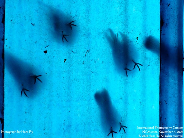 منتخبی از نشنال جئوگرافیک(عکس)