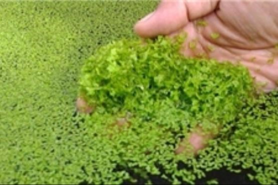 چینیها برای جلوگیری از آلودگی آبها چه کار میکنند؟ چینیها برای جلوگیری از آلودگی آبها چه کار میکنند؟