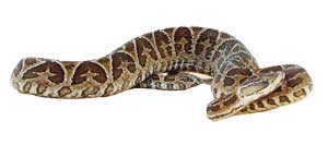 نیش‌های حیات‌بخش