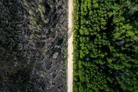 این جاده ناجی جنگل شد (+عکس)