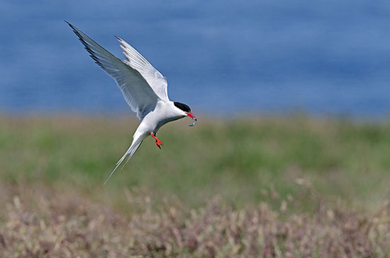 طولانیترین مهاجرتها در دنیای حیوانات (+عکس) طولانیترین مهاجرتها در دنیای حیوانات (+عکس)