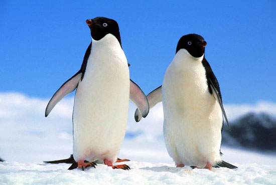 طولانیترین مهاجرتها در دنیای حیوانات (+عکس) طولانیترین مهاجرتها در دنیای حیوانات (+عکس)