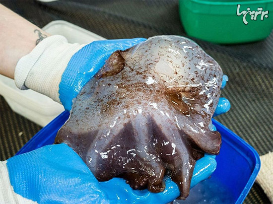 در عمق 5000 متری اقیانوس چه خبر است؟ (+عکس)