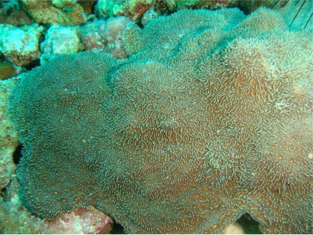 مشاهده 2 گونه نادر از مرجانهای سخت در خلیج فارس مشاهده 2 گونه نادر از مرجانهای سخت در خلیج فارس