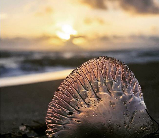 حیوانات شفافی که ثابت میکنند این سیاره یک معجزه است (+عکس) حیوانات شفافی که ثابت میکنند این سیاره یک معجزه است (+عکس)