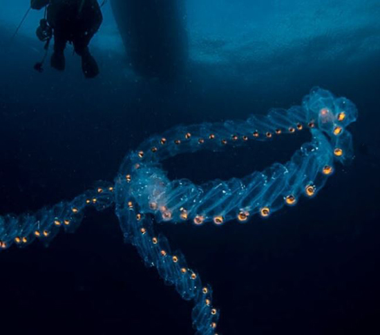 حیوانات شفافی که ثابت میکنند این سیاره یک معجزه است (+عکس) حیوانات شفافی که ثابت میکنند این سیاره یک معجزه است (+عکس)