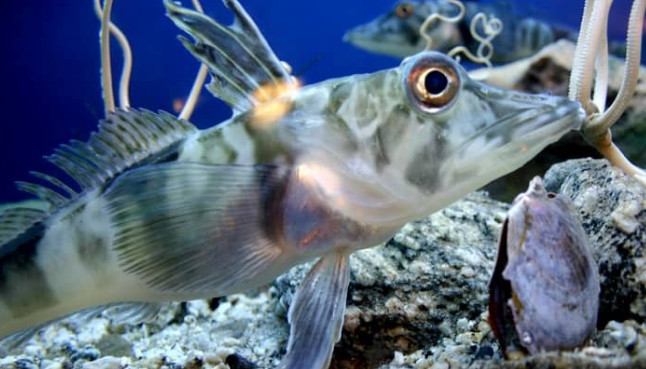 4 موجودی که خونشان قرمز نیست (+عکس)