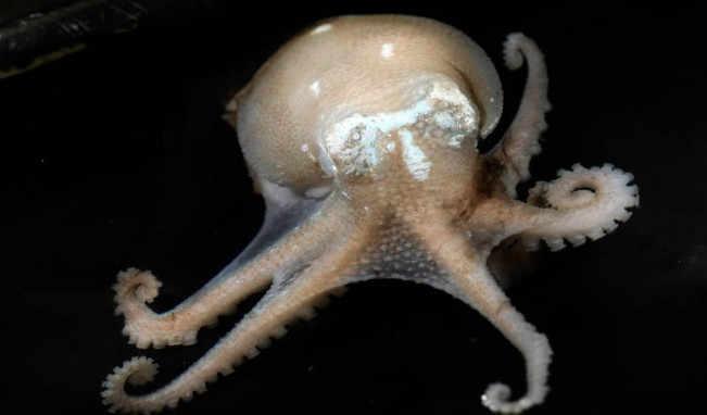 4 موجودی که خونشان قرمز نیست (+عکس)