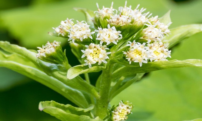 20 درمان طبیعی برای مشکلات سلامت رایج 20 درمان طبیعی برای مشکلات سلامت رایج