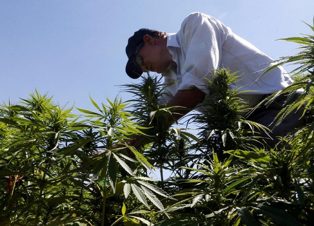 پارلمان لبنان: برای بهبود اقتصاد علف میکاریم کشاورز لبنانی کاشت ماریجوانا