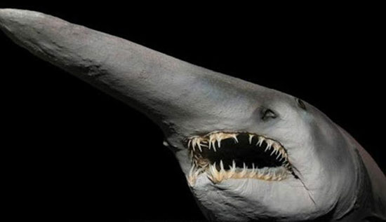 با خنگترین حیوانات دنیا آشنا بشید (+عکس) دیو کوسه