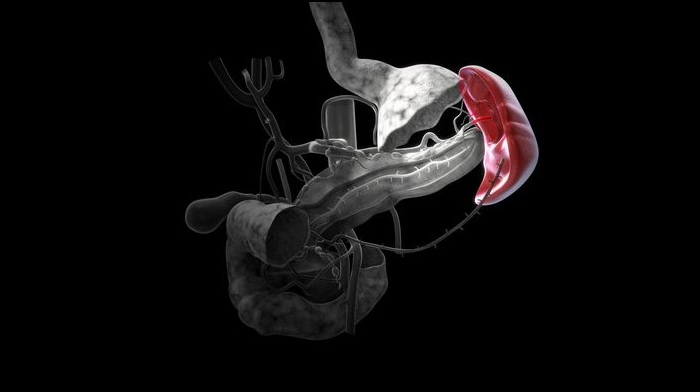 دانستنی&zwnj;هایی درباره طحال؛ از ساختار تا نقش رژیم غذایی در سلامت آن