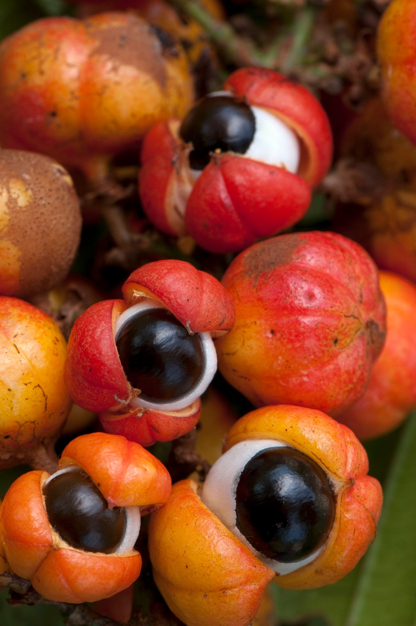 گوارانا؛ نسخه جادوئی قبایل آمازون که شبیه چشم انسان است! (+عکس)