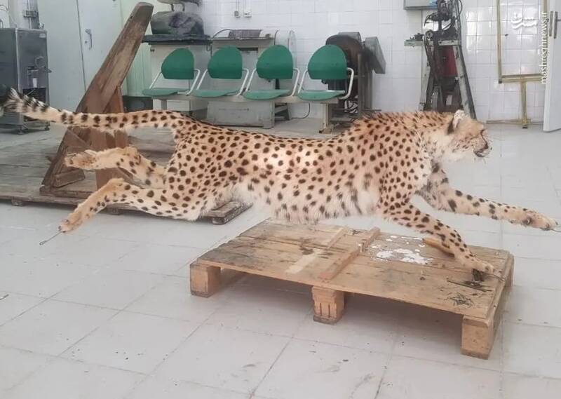 کندنِ پوست‌ پیروز پس از مرگ؟ | سرنوشت یوز محبوب پس از مرگ