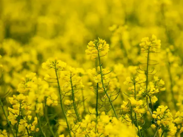 بحران جهانی کمبود عرضه روغن خوراکی/ گرانی روغن در دنیا از هلند تا هند و از آلمان تا انگلیس بحران جهانی کمبود عرضه روغن خوراکی/ گرانی روغن در دنیا از هلند تا هند و از آلمان تا انگلیس