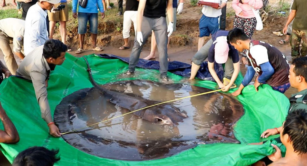 بزرگترین ماهی آب شیرین جهان صید شد! (+عکس) بزرگترین ماهی آب شیرین جهان صید شد! (+عکس)