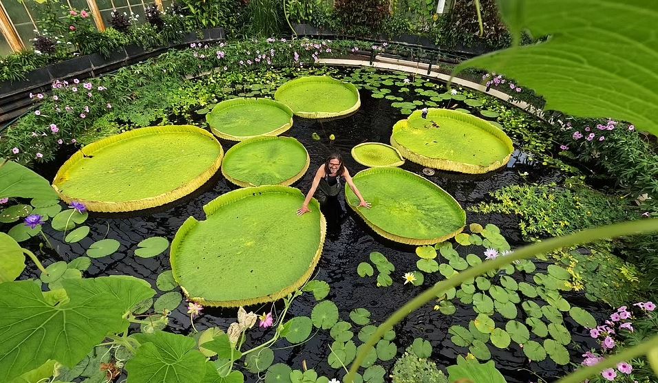 بزرگ ترین نیلوفر آبی جهان با گل هایی به اندازه سر انسان کشف شد (عکس+ ویدیو) بزرگ ترین نیلوفر آبی جهان با گل هایی به اندازه سر انسان کشف شد (عکس+ ویدیو)