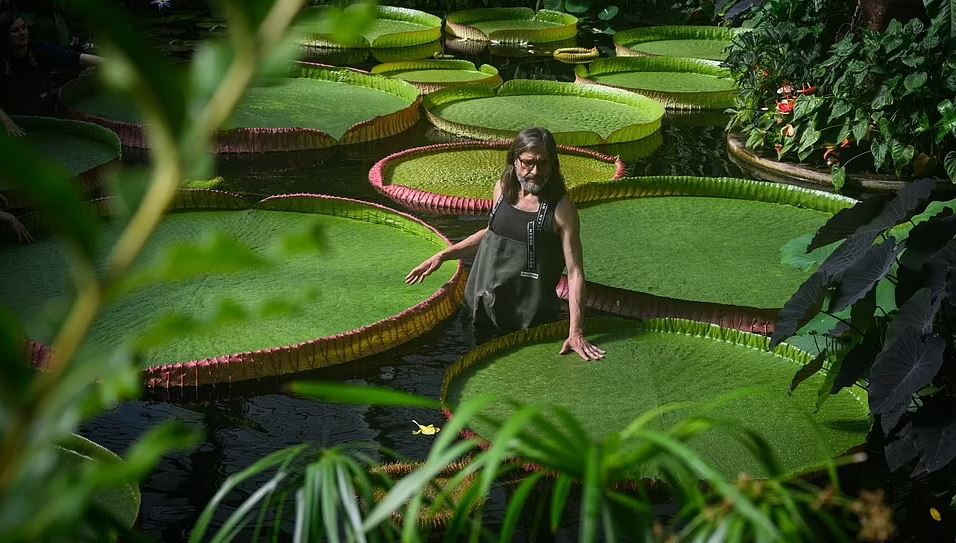 بزرگ ترین نیلوفر آبی جهان با گل هایی به اندازه سر انسان کشف شد (عکس+ ویدیو) بزرگ ترین نیلوفر آبی جهان با گل هایی به اندازه سر انسان کشف شد (عکس+ ویدیو)