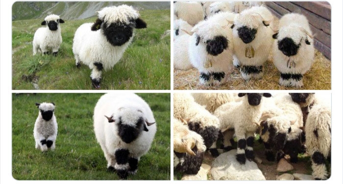 به باغوحش حیوانات عجیب خوش آمدید به باغوحش حیوانات عجیب خوش آمدید