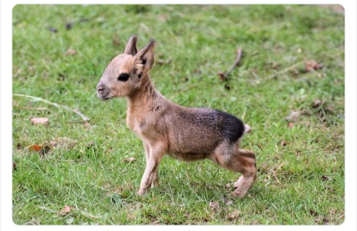 به باغوحش حیوانات عجیب خوش آمدید به باغوحش حیوانات عجیب خوش آمدید
