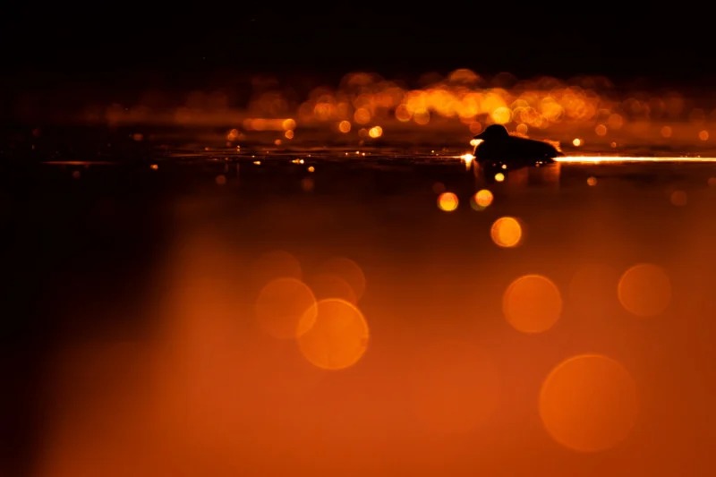 برندگان مسابقه عکاس سال Nature TTL سال ۲۰۲۲