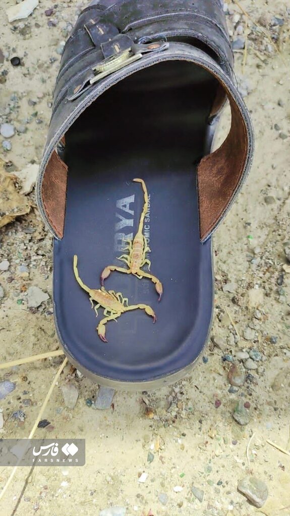 هجوم عقرب‌ به خانه جنوبی‌ها