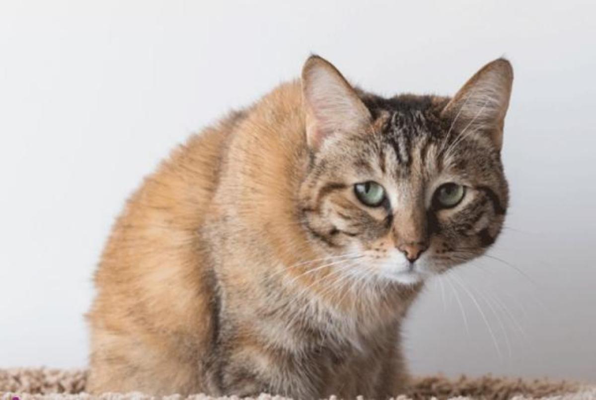 ببینید | حمله ناگهانی یک گربه به مجسمه داخل حیاط