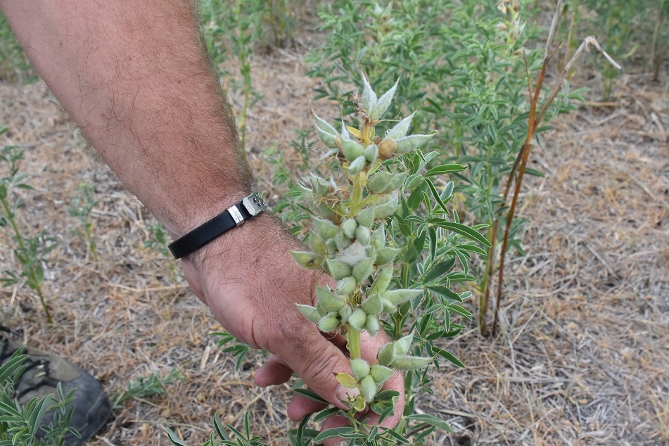 ۶۰۰ میلیون تومان جریمه نقدی برای چیدن این گل در ترکیه ! (عکس) ۶۰۰ میلیون تومان جریمه نقدی برای چیدن این گل در ترکیه ! (عکس)