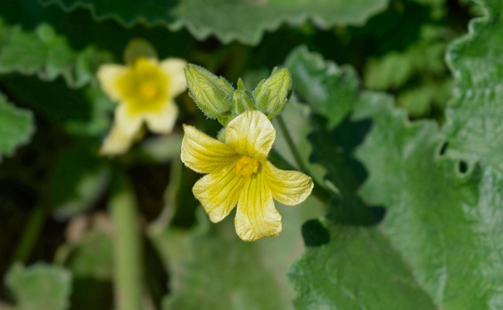 خیار آبپاش خیار آبپاش